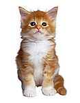 小猫崽