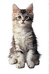小猫崽