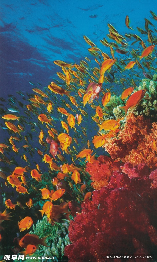 海洋