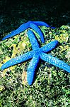 海星