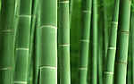 竹林