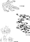 手绘花纹  精品