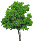 植物图片
