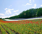 花之风景