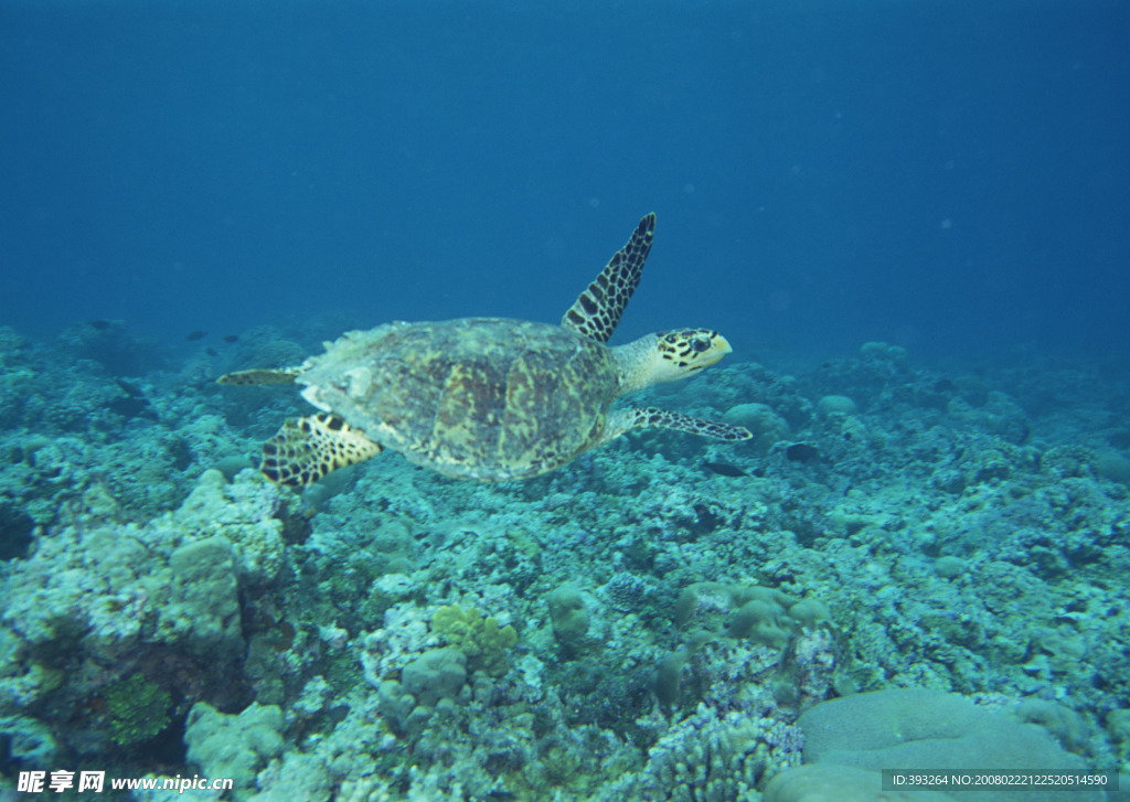 海洋生物 海龟