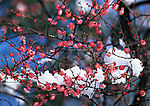 梅花