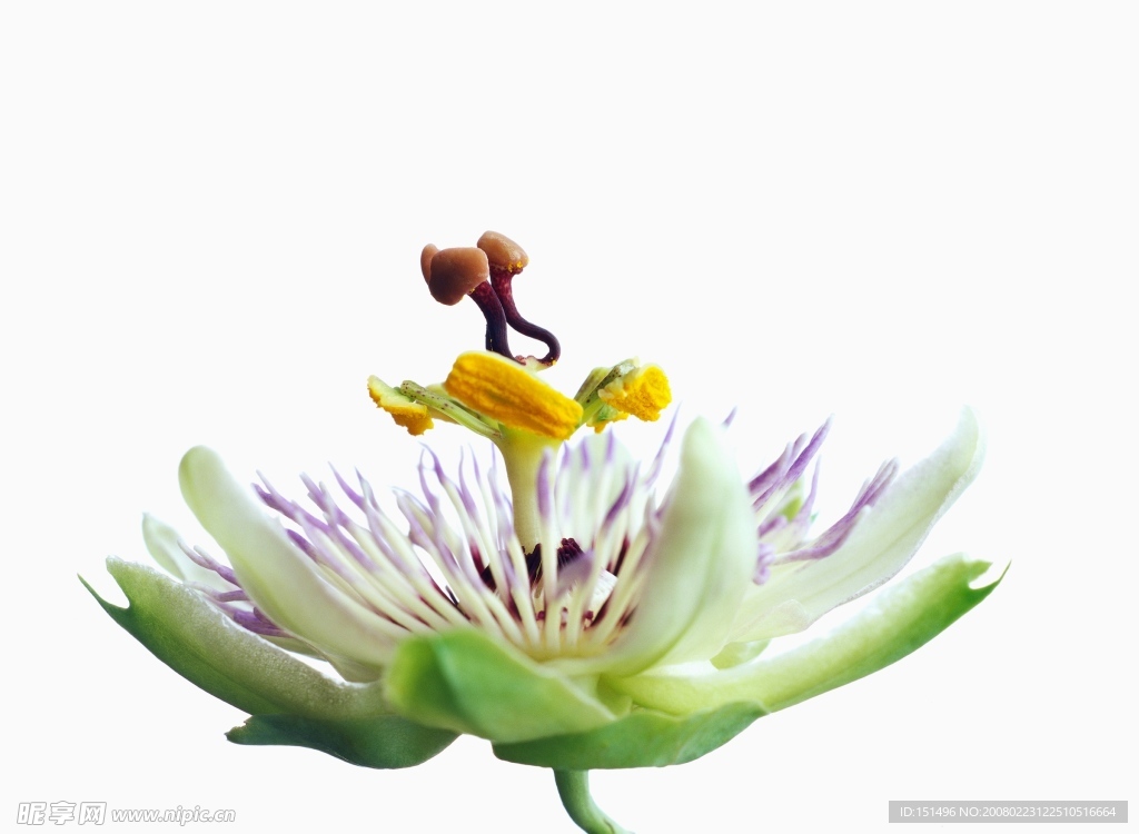 花之物语