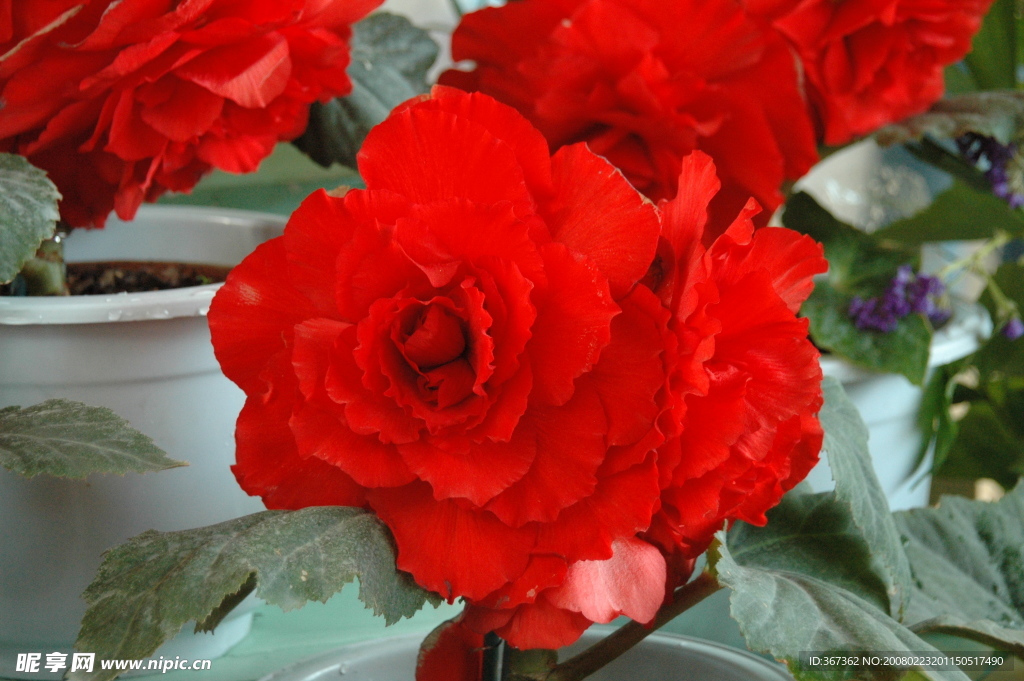 沈阳世博园花卉