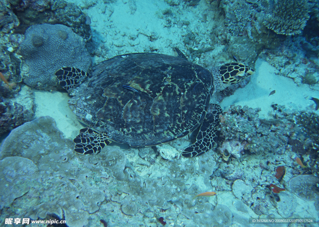 海洋生物  海龟