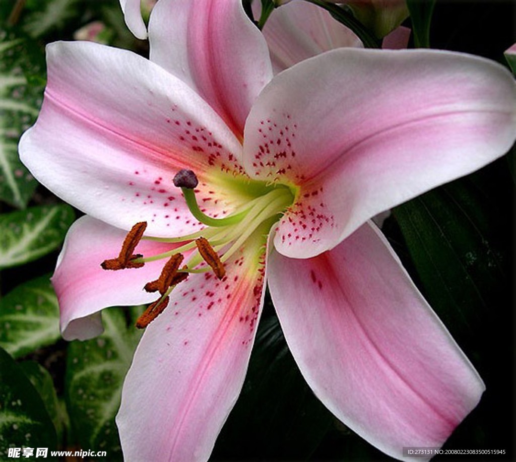 百合花