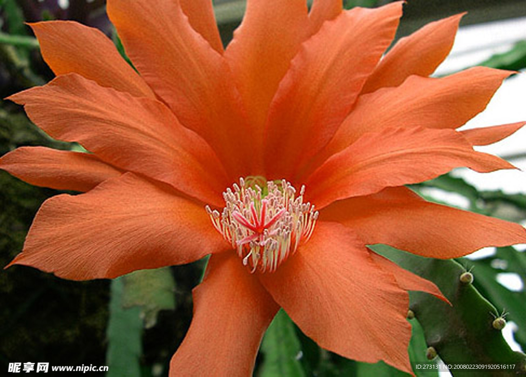 花卉
