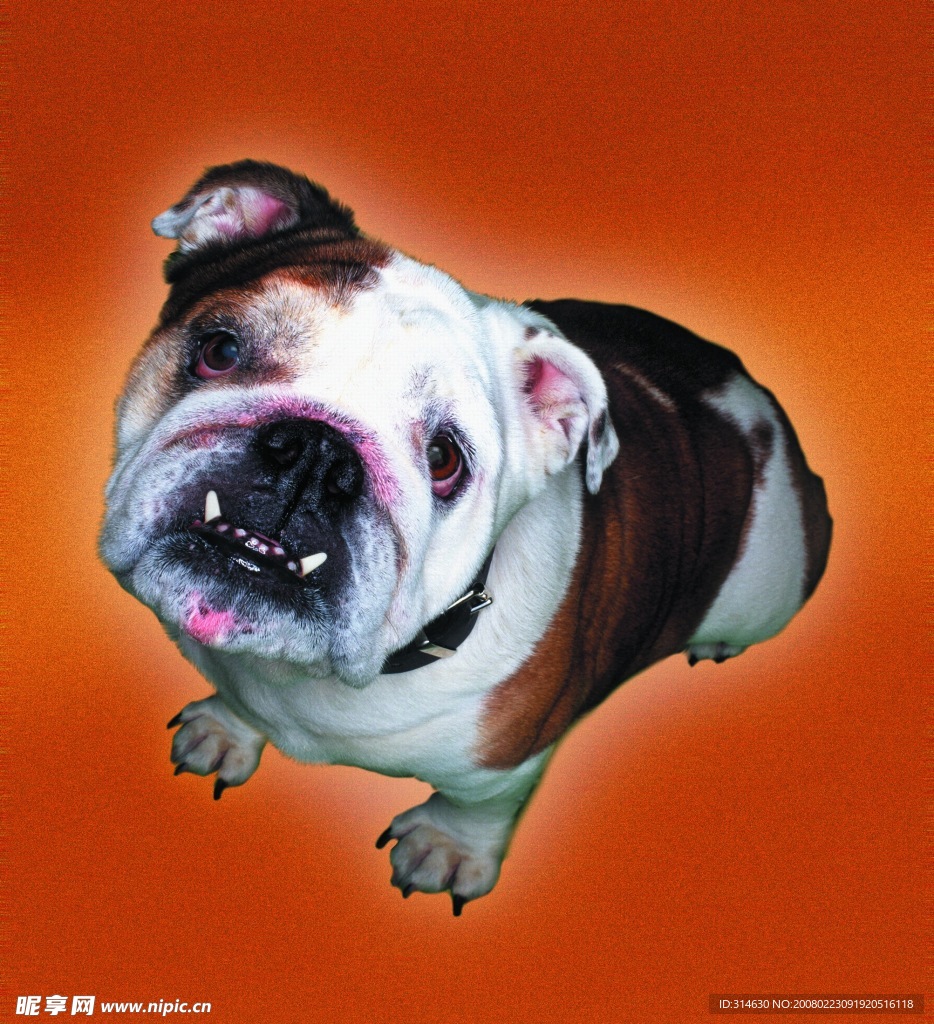 斗牛犬