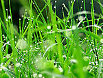 春夏季节青新绿色草地露水