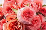 玫瑰花