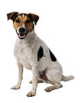 牧羊犬