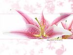 百合花背景图
