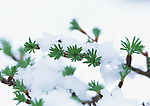 雪景