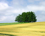 原野风光