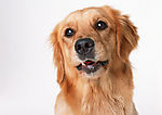 金毛犬
