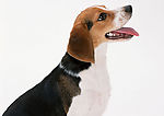 名犬