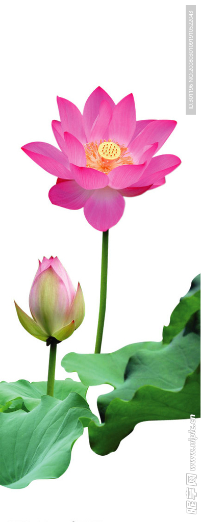 漂亮的莲花（莲花）.psd