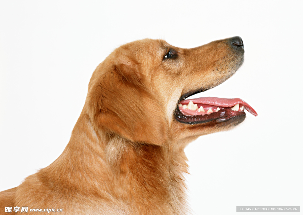 金毛犬