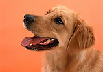 金毛犬