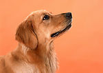 金毛犬