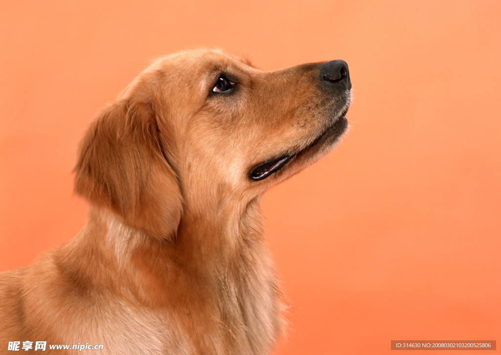 金毛犬