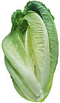 去底生菜