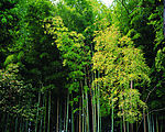 竹林