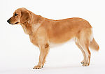 金毛犬