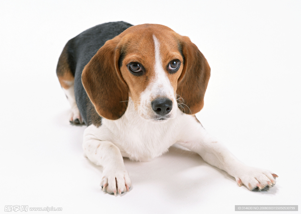 名犬