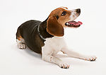 名犬