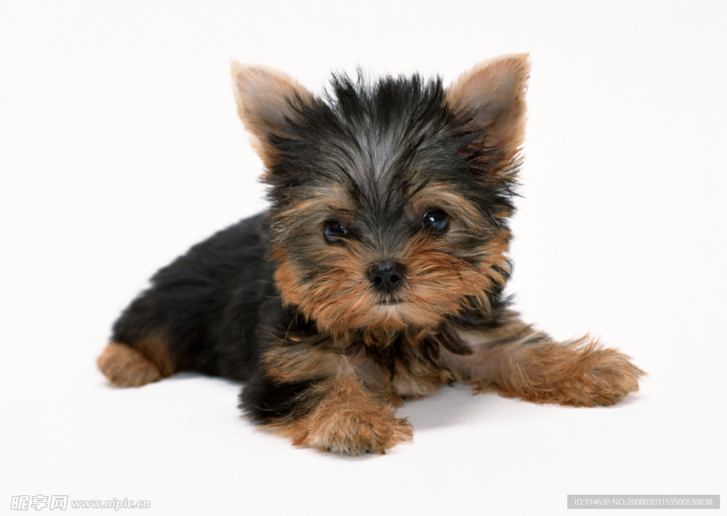 名犬