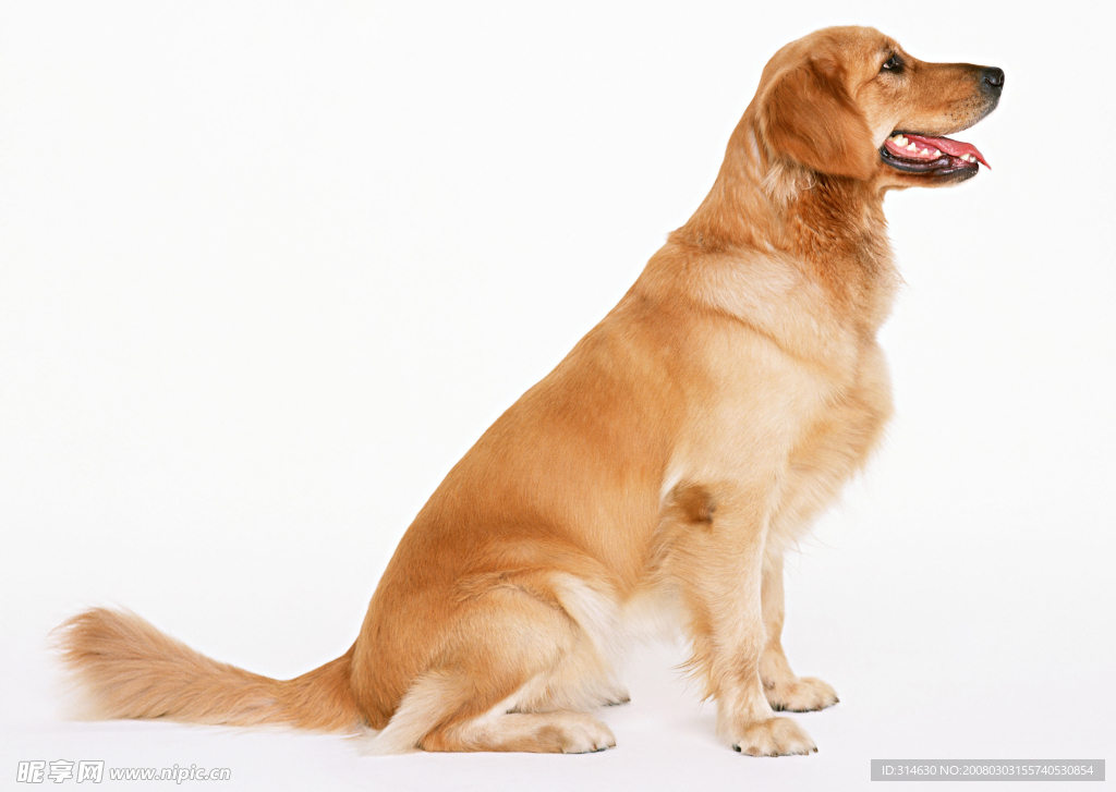 名犬