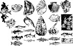 海洋生物396