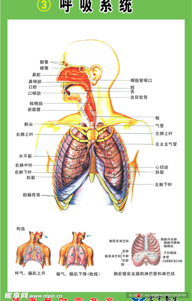 呼吸系统