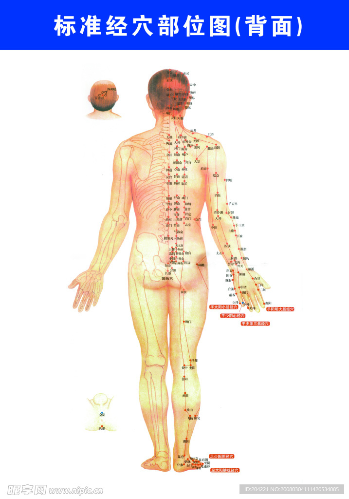 标准经脉部位图（男背）