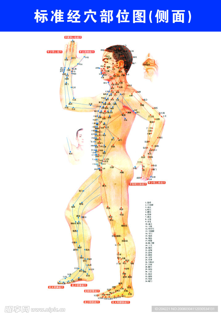 标准经脉部位图（男侧面）