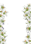 百合花