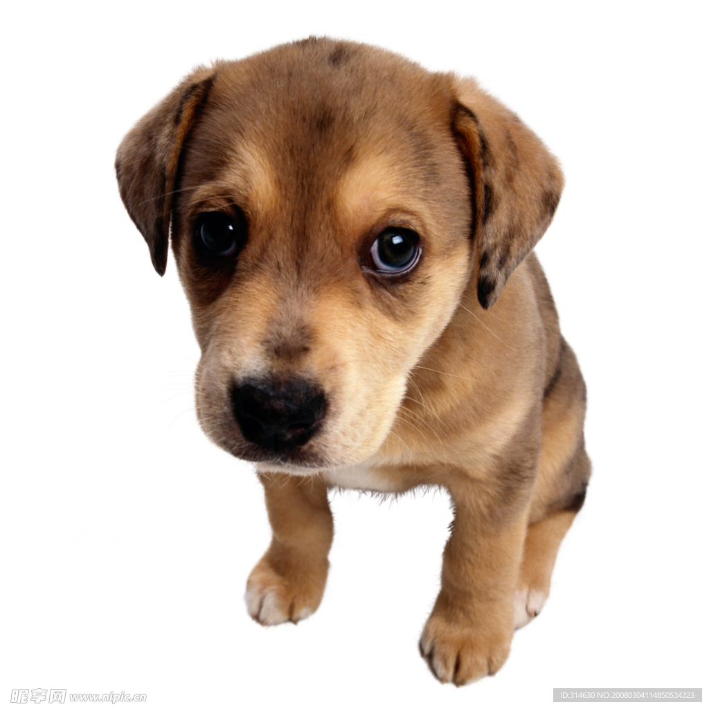 可爱的小狗崽图片桌面壁纸_小狗崽摄影素材图片壁纸_三千图片网