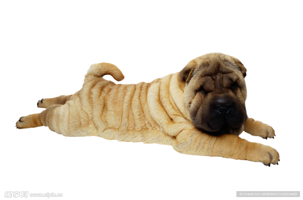 沙皮犬