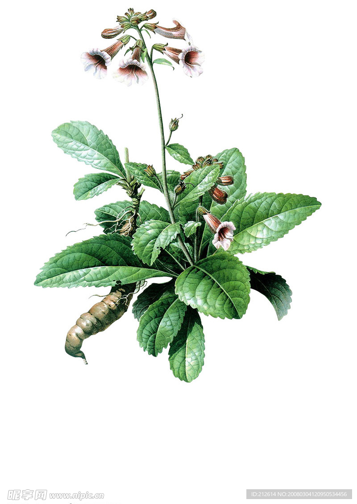 药材
