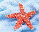 海星