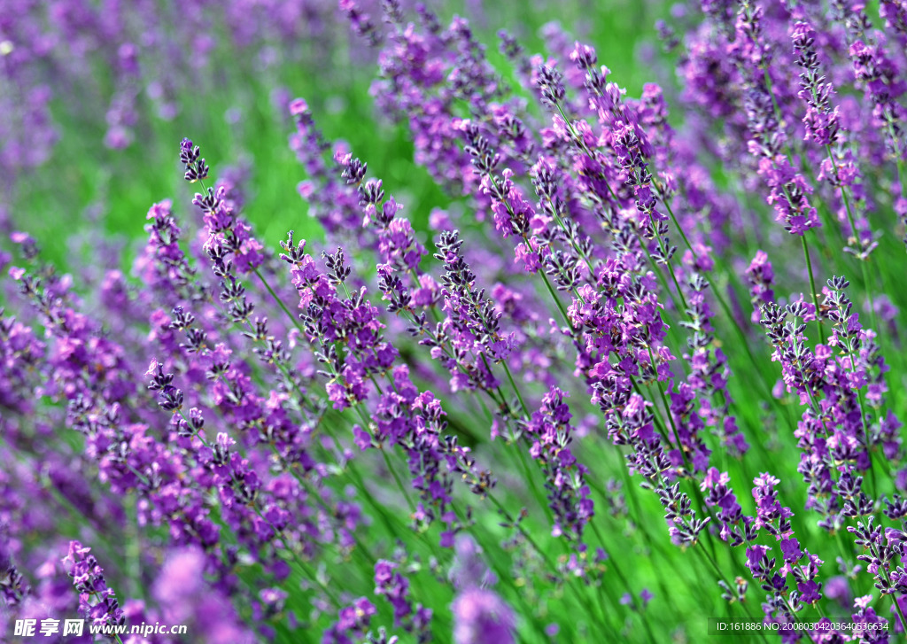 浪漫的紫色薰衣草 漫山遍野