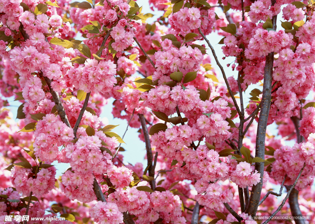 极漂亮的粉红花朵盛开枝头