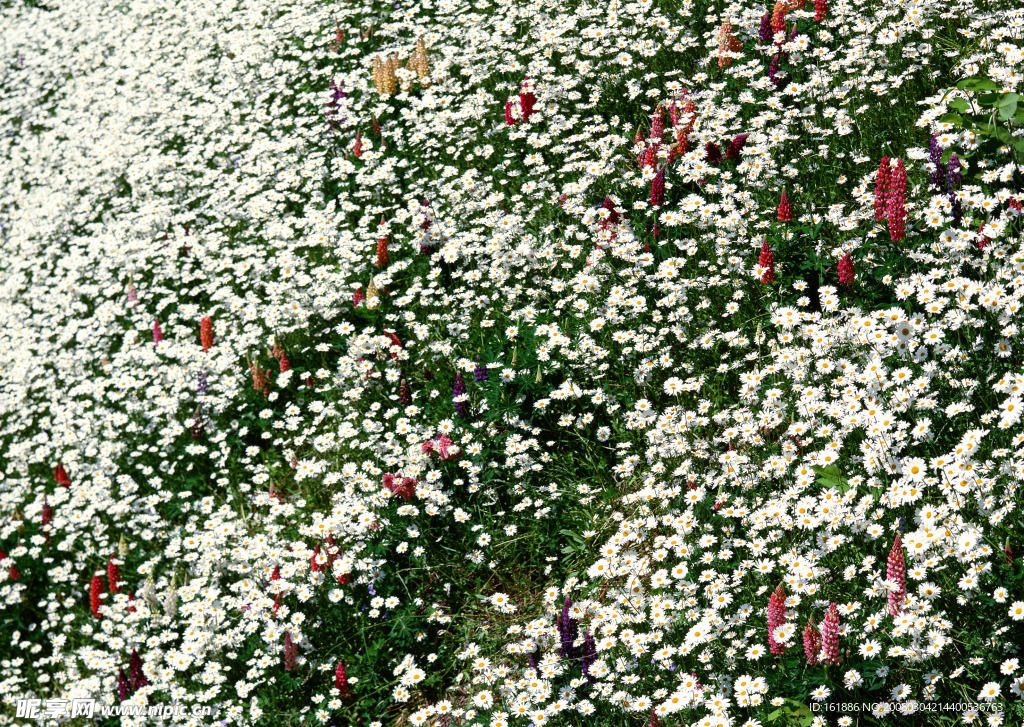 漫山遍野白色盛开野菊花