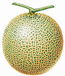 蔬菜水果