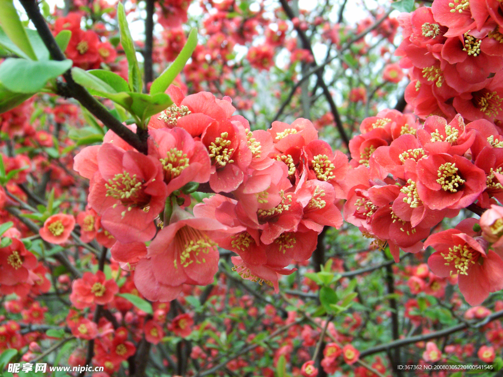 旅顺龙王塘樱花